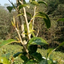 古树茶特级