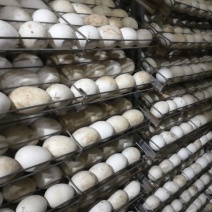 朗德鹅苗250g以上