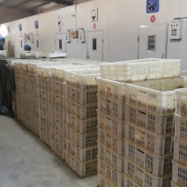 浙东白鹅苗250g以上