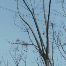 黄山栾树6~8cm6~8cm3.5~4米