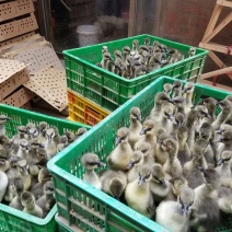 马冈鹅苗250g以下
