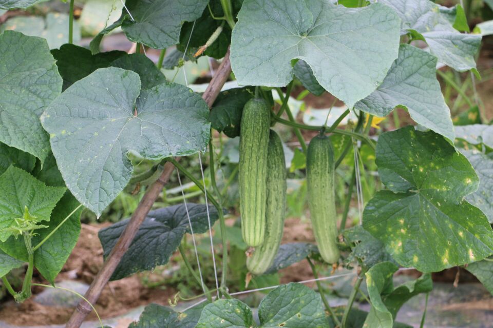 一片阳光充足的山坡地上,成片的旱黄瓜藤蔓匍匐生长,绿叶间挂着带刺的小黄瓜,土壤干燥有裂纹,体现旱地种植环境 旱黄瓜田间生长实景