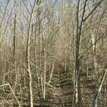 小叶榆树4~6cm4~6cm3~3.5m