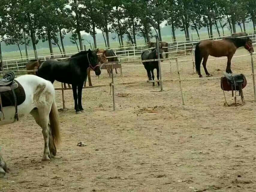 小矮马在康复中心进行马术治疗