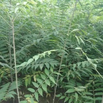 香椿苗60~70cm大棚