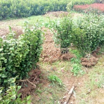茶花苗100cm，当年种植可开花，农户直销。
