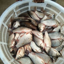 白鲫食用