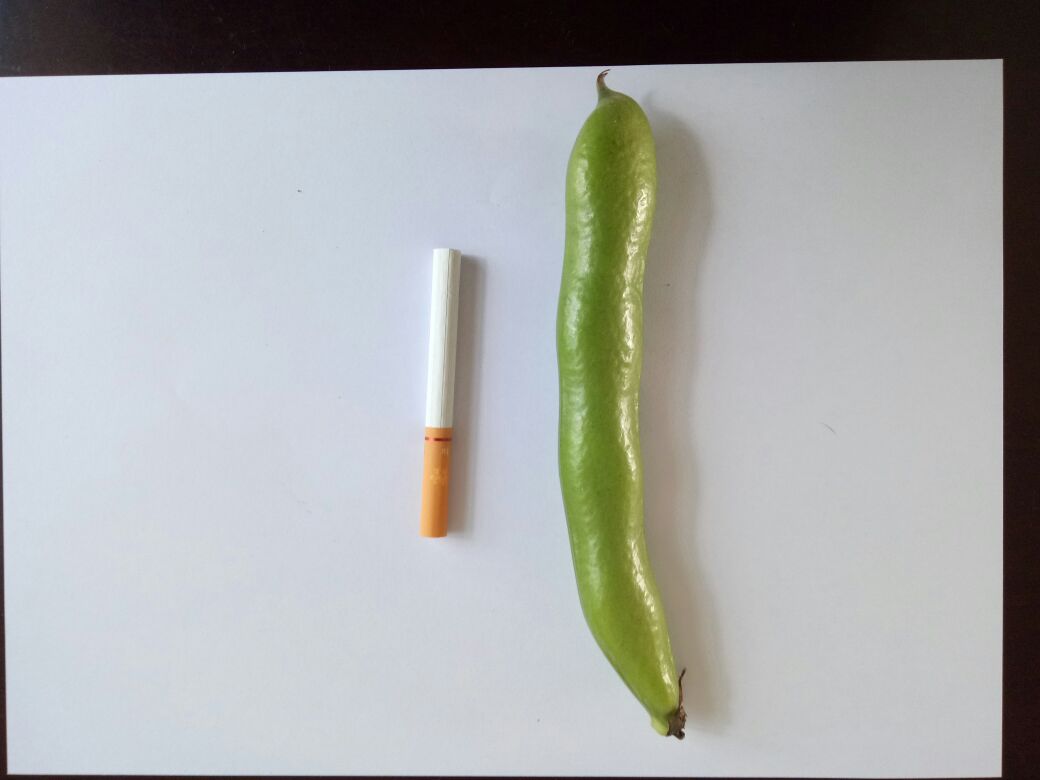 蚕豆与茴香豆实物对比图,展示两者在颜色、形状和大小上的差异 蚕豆与茴香豆对比图