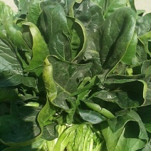 越冬菠菜30~35厘米