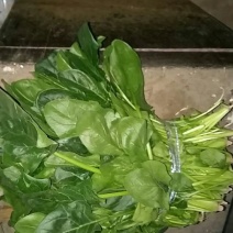 大叶菠菜25~30厘米
