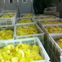 鹅苗250g以下