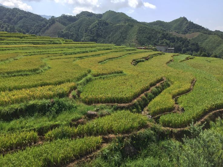 侧视角拍摄:一只浅褐色陶制米缸内盛有约三分之二容量的洁白大米,3根青绿色香蕉斜向半埋于米中,露出顶端果梗与部分果身;缸体边缘清晰,背景虚化,突出质朴自然的农家催熟氛围 青香蕉被干燥大米半掩埋在陶制米缸中的催熟场景