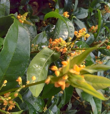 [桂花树批发]天香台阁 2cm以下 0.5~1米 1米以下价格30.