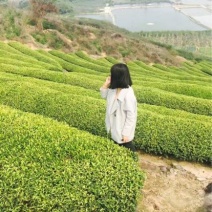 乌龙红茶