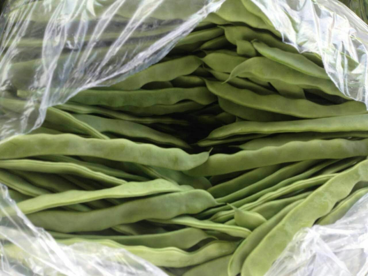 “翡翠绿”扁豆规模化种植基地航拍图 航拍视角下的云南嵩明“翡翠绿”扁豆连片种植基地,整齐划一的田块呈网格状分布,绿色藤蔓覆盖棚架,农民正在田间进行采收作业