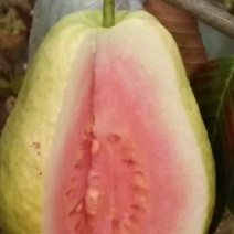 西瓜番石榴苗30~50cm