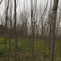 黄山栾树
