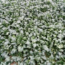 越冬菠菜20~25厘米
