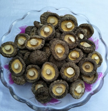 光面菇34cm香菇干货土特产一件代发