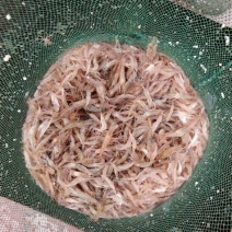 白米虾