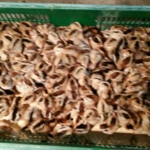 土鸡苗60~70克出壳苗