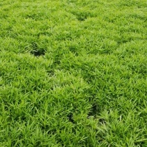 芦篙