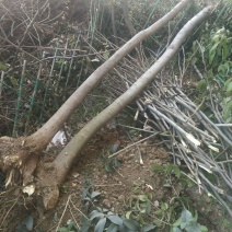 黄山栾树2~4cm4cm以下1.5~2米