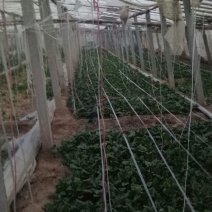 大叶菠菜20~25厘米