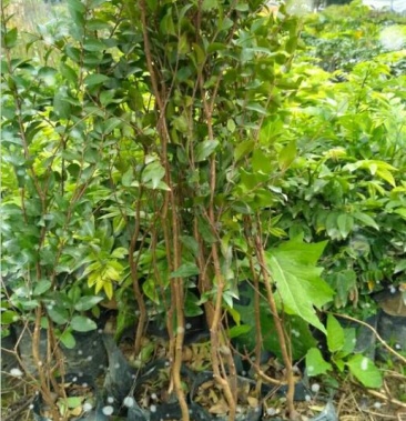 嘉宝果树苗沙巴嘉宝果苗庭院阳台盆栽地栽树苗