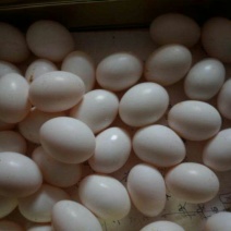 冰冻乳鸽