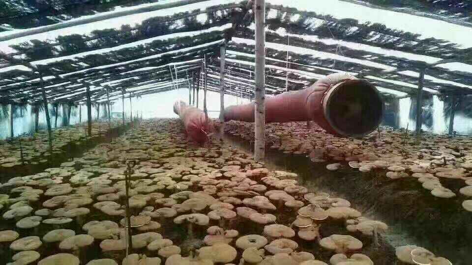 竹灵芝种植基地数字化溯源系统界面图