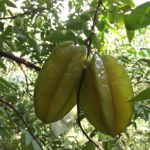 杨桃