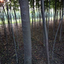 榆树6~8cm4~6cm3~3.5m
