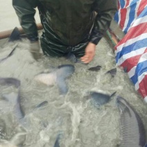 10斤以上的青鱼，保质保量，开口很好！！！！！