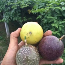 黄金百香果种苗10cm以下