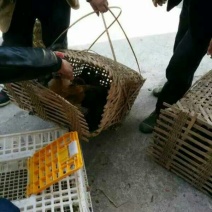 土鸡苗70~90克脱温苗