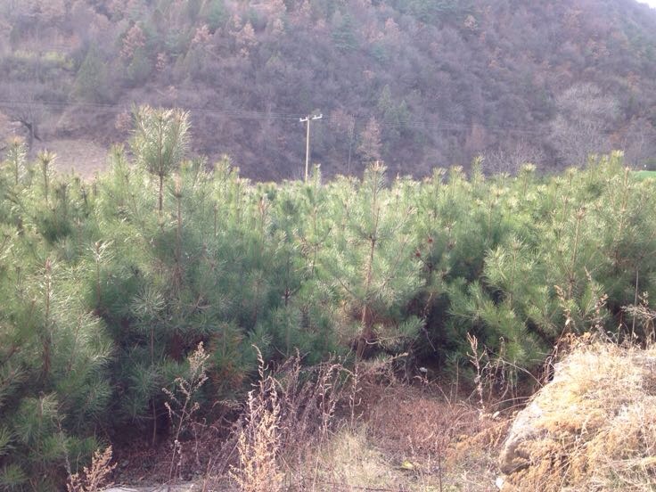 图中展示生长在山地的油松林,背景为自然生态环境 油松林实景图