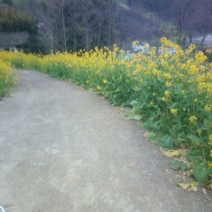 压榨菜籽油一级