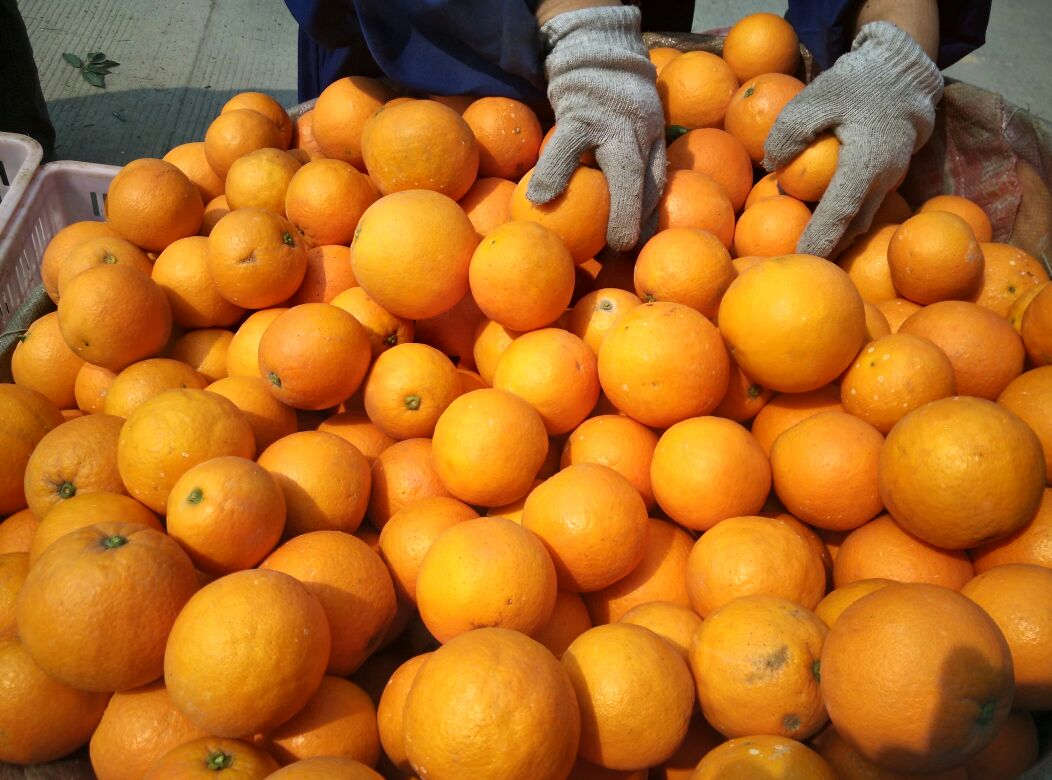 龙回红脐橙果园采摘场景