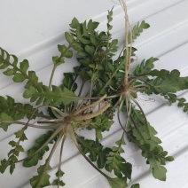 荠菜5~10cm