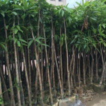 芒果树