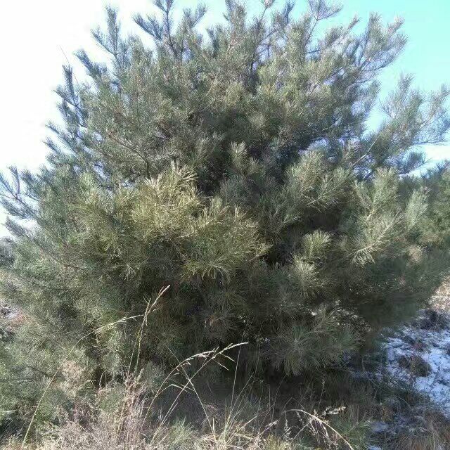 黑皮油松,黑皮冰,黑皮_大山谷图库