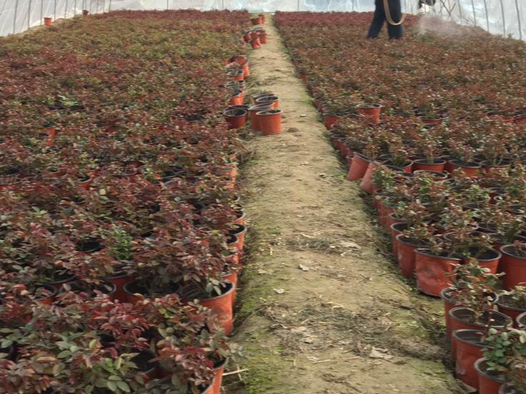 大花月季种植大棚内部
