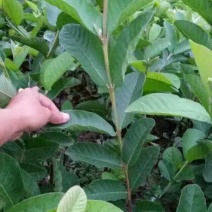 番石榴苗50~80cm