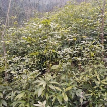 小叶桢楠80~100cm