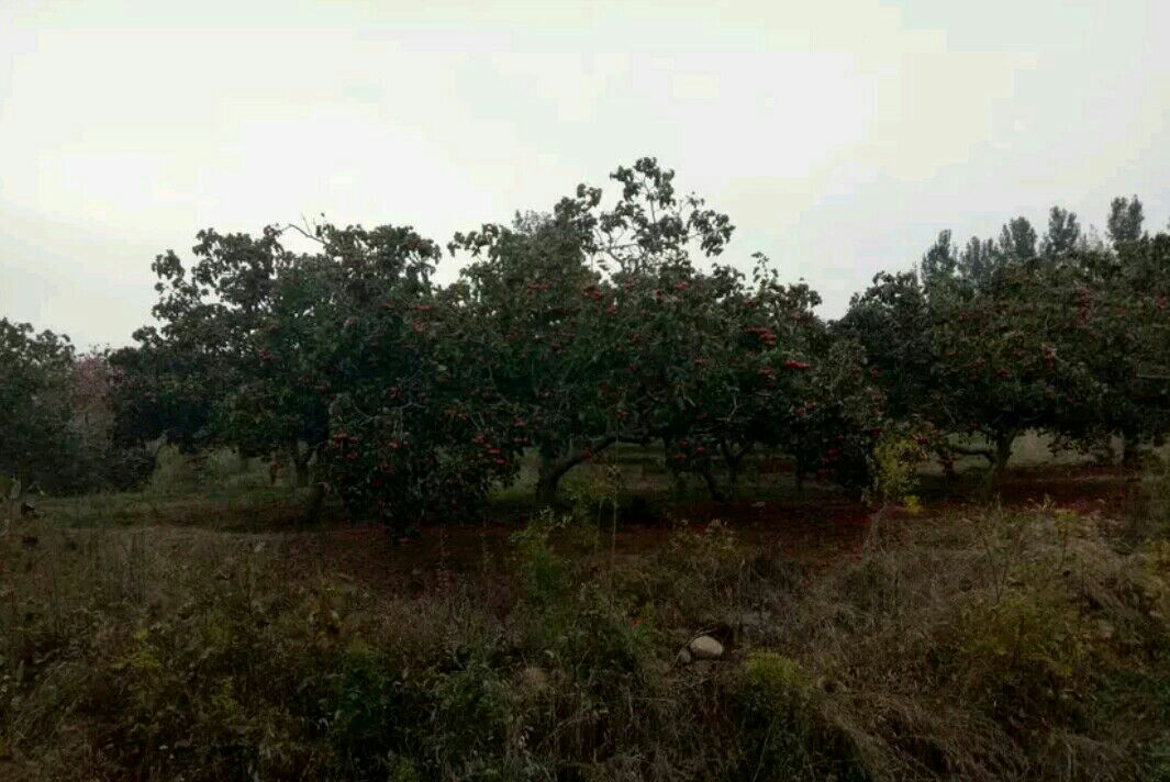甜红子小山楂果园中发现红蜘蛛与食心虫危害的果实,叶片出现斑点和卷曲现象 甜红子小山楂果园病虫害现场图