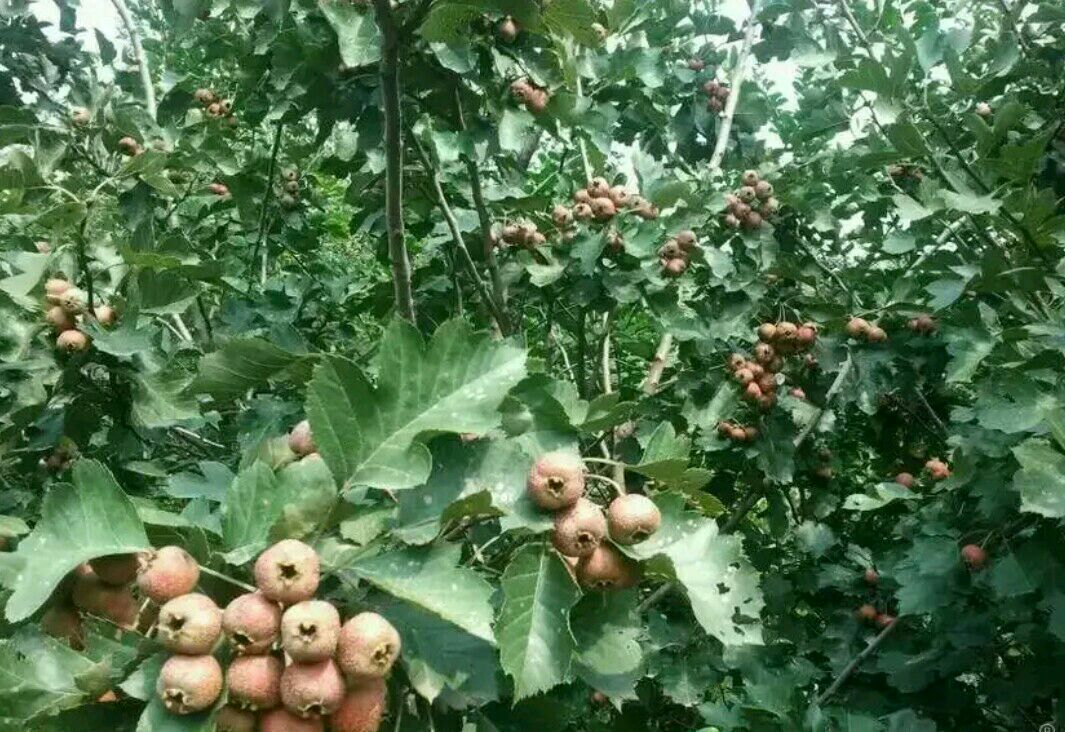 华北平原甜红子山楂园春季定植作业实景:技术人员指导果农进行规范挖穴、施基肥、苗木修根与泥浆蘸根,背景可见统一规格的定植穴与测量标尺 甜红子山楂标准化定植现场图