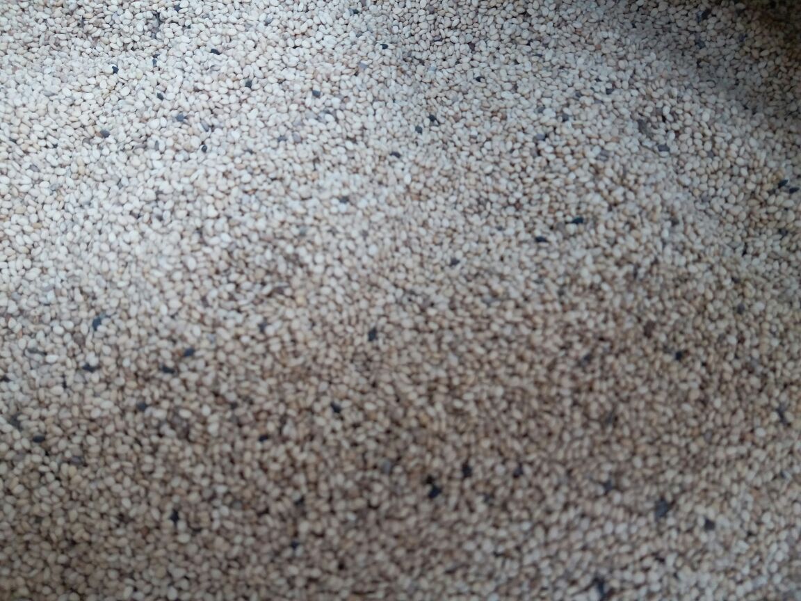 科学插图风格,用于解释芝麻难以消化的微观机制,帮助读者理解种皮如何阻碍消化酶作用 显微镜下芝麻种子横切面结构示意图,标注出种皮、胚乳和胚芽部分,重点突出厚实的纤维素外层阻挡酶渗透的过程