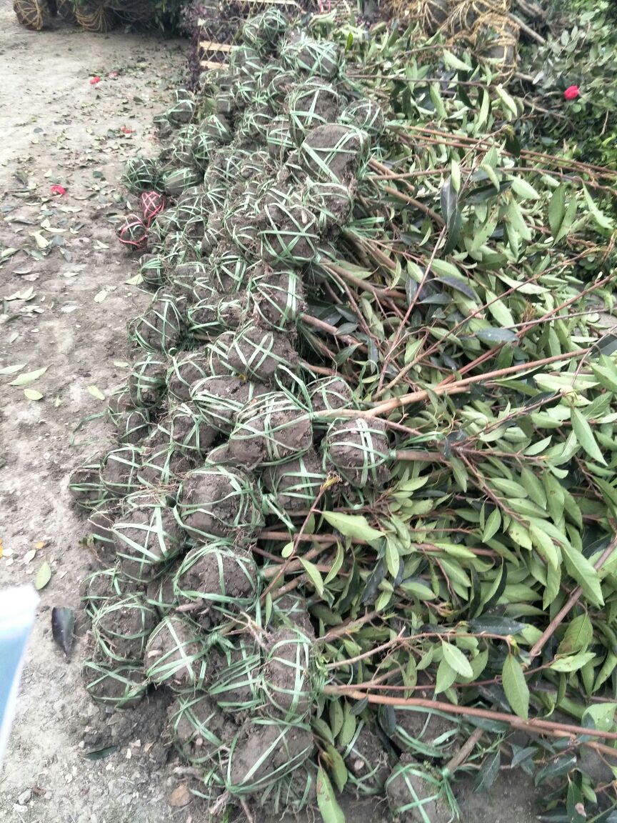 四川成都温江法国冬青冻青2cm以下152米