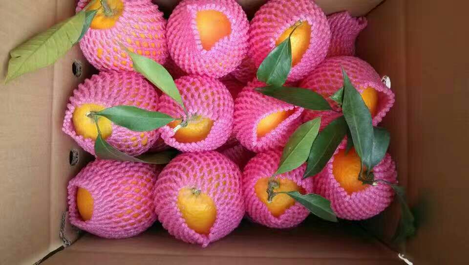 红心脐橙礼盒包装展示